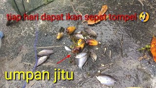 perangkap ikan dapat ikan sepat setiap hari