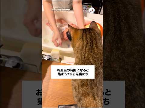 赤ちゃんのお風呂を見守る猫たち｜PECO