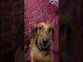 so cute #shortsfeed #dog #cute