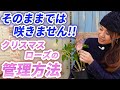 【これでOK!】来年も楽しむためには?クリスマスローズの管理方法を教えます♪【初心者向け】【ガーデニング】【園芸チャンネル】