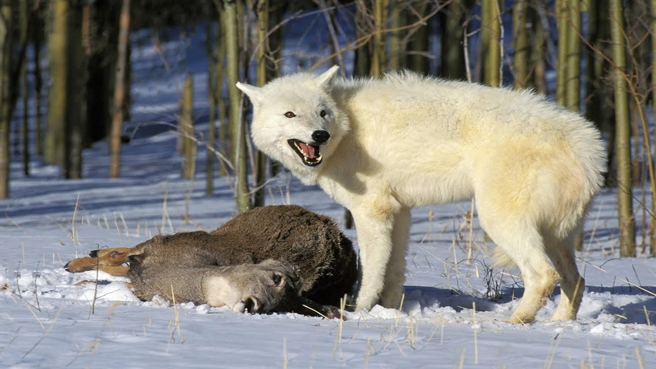 How the wolf defeats the deer