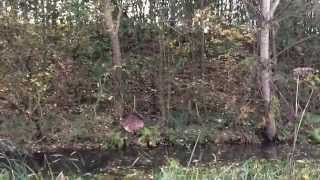 Floating Autumn Leaf Slow-mo