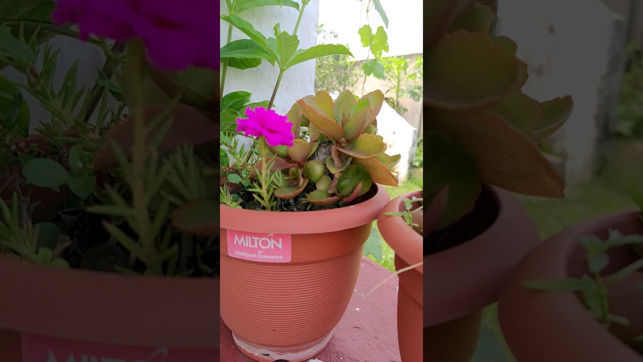 Insulin Plant very Good.🌱🌱🌱🌱🌱🌱🌹🌹💐98 YouTube