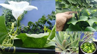 Harvesting from terrace garden//Ivy gourd   //organic vegetable //plants#Sreez world