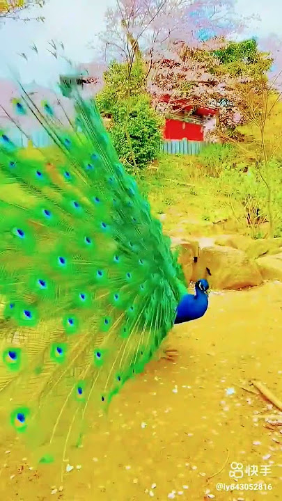 mhare hiwda me nache mor 🦚#shortsfeed #tiktok #trending #viral #peacock #shortvideo #shorts #reels
