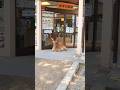 番犬ならぬ番鹿さん? #shorts