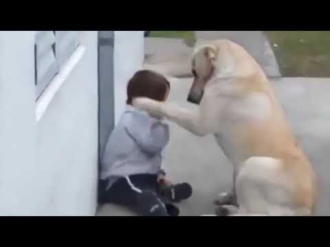Video: Werden Hunde eifersüchtig?