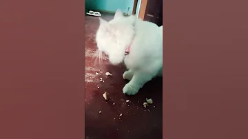 Mew Mew Cat Youtubeshort Song 