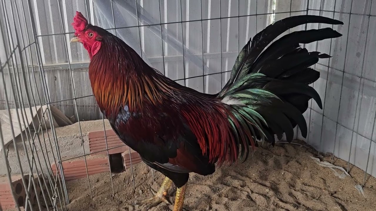 Top trống mái hàng víp .ae xem hợp lh.