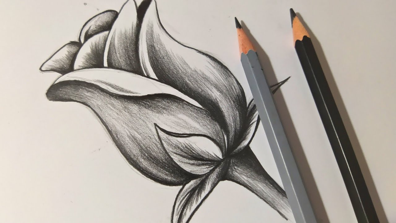 COMO DIBUJAR UNA ROSA 🌹 DIBUJOS A LÁPIZ - thptnganamst.edu.vn