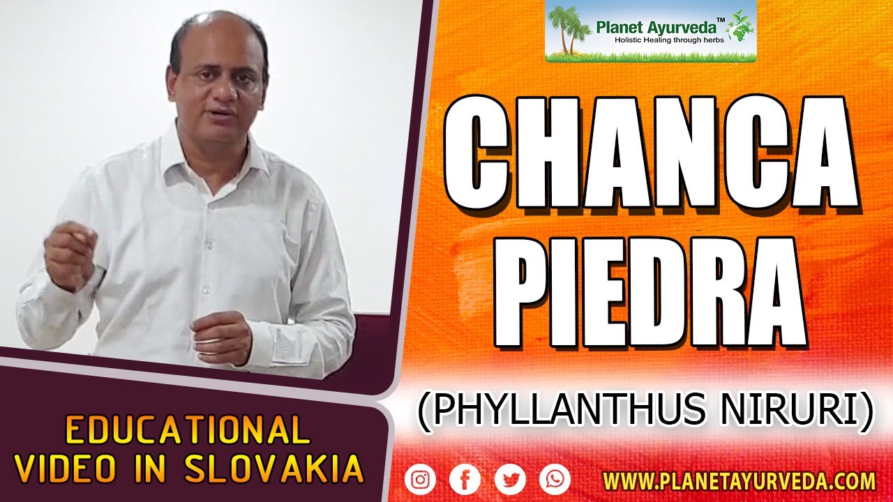 Watch Video Health Benefits and Medicinal Properties of Chanca piedra (Phyllanthus niruri)