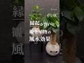 【めっちゃ縁起の良い植物】運気アップ間違いなし☝️#観葉植物 #観葉植物インテリア #観葉植物のある暮らし #観葉植物育て方 #ガジュマル #植物 #サンスベリア #パキラ #風水 #風水アイテム