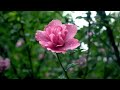 Emotional Piano for Late Night Relaxation