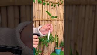 Camellia breeding planting tips #shorts