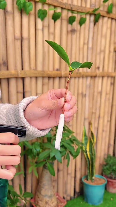 Camellia breeding planting tips #shorts