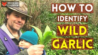 How To Identify Wild Garlic (Wild Food & Foraging)