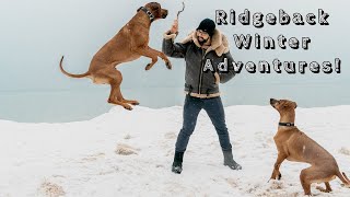 Rhodesian Ridgeback Winter Adventures 2020 by Marking Our Territory 17,103 views 4 years ago 5 minutes, 39 seconds