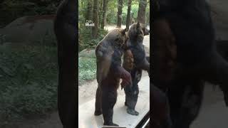 Standing bears entertain tourists on bus
