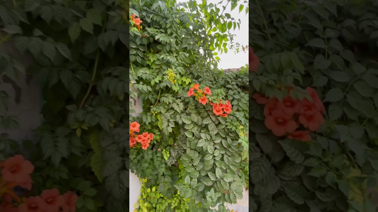 Trumpet vine yellow flowers