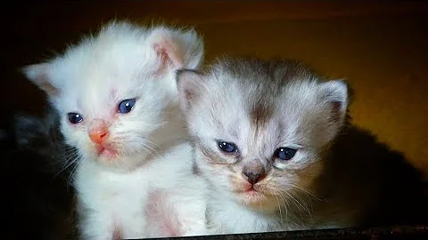 Watch the video about Ragdoll kittens started playing and getting out of the box. #cat #kitten #cute #ragdollcat