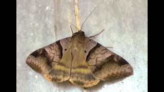Brown Striped Semilooper Moth