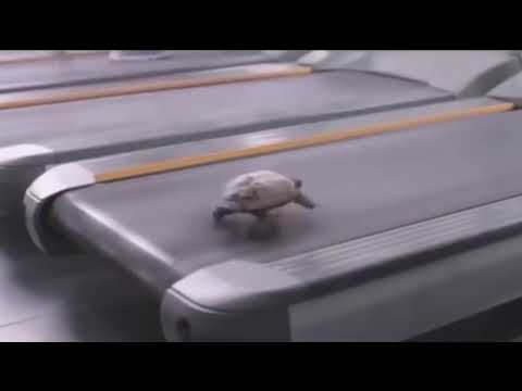 Deja vu turtle