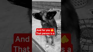 Remember there is someone for everyone #viral #petsunited #viral #fadhilidogs #shorts