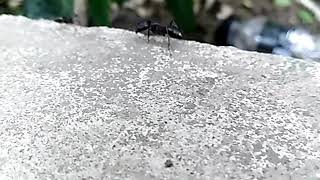 Experimenting Slow Mo feature of Huawei Y7 Prime(2017) camera.Video resolution is unsatisfying. screenshot 5