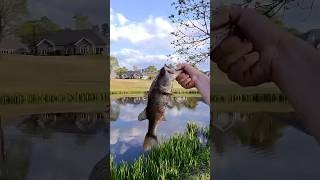 I Pulled A Fish Out A Hole