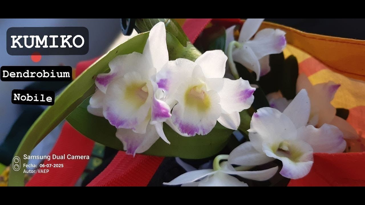 Keiki de Dendrobium Nobile Kumiko