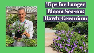 Hardy Geranium: How to Get More Flowers & ReBlooming