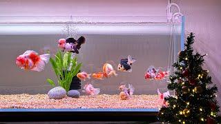 금붕어 오란다,난주 키우기/ 4자어항 / 마음이편해지는 물멍영상/ aquarium/ goldfish, orandafish