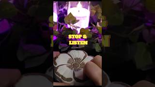 Satisfying Sounds for Ultimate Relaxation