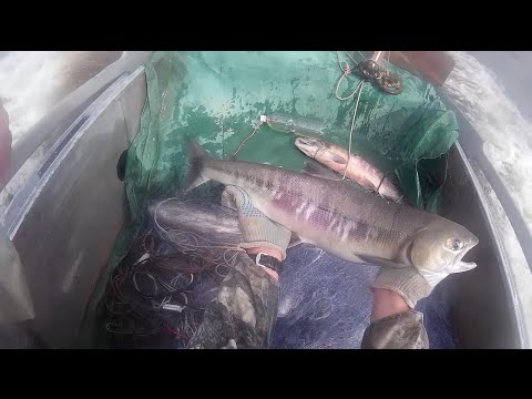 ловля лосося в хабаровском крае