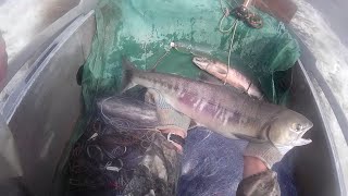 Рыбалка сетями. Ловля Кеты, на Амуре напловной  сетью  2016, Fishing for salmon in the Amur network(Рыбалка сетямиРыбный промысел, лосося (осенней Кеты). в реке Амур, Хабаровский край. Рыбалка ведётся по Лице..., 2016-09-21T11:12:45.000Z)