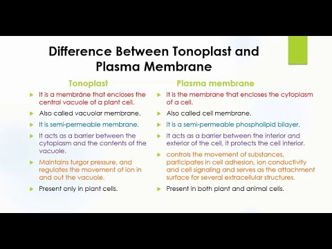 Vídeo: Diferença Entre Tonoplast E Membrana Plasma