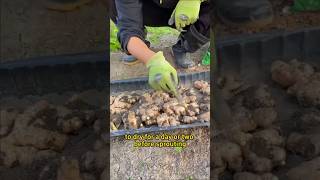HOW TO SPOUT GINGER
