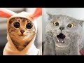 😹Коты 2022 смешные котики. 😹Приколы с котами до слез. Я СМЕЯЛСЯ ПОЛЧАСА 😹Funny cats tiktok 2022-2021