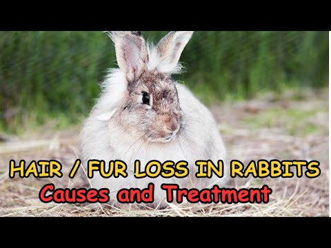What Causes Baldness In Rabbits