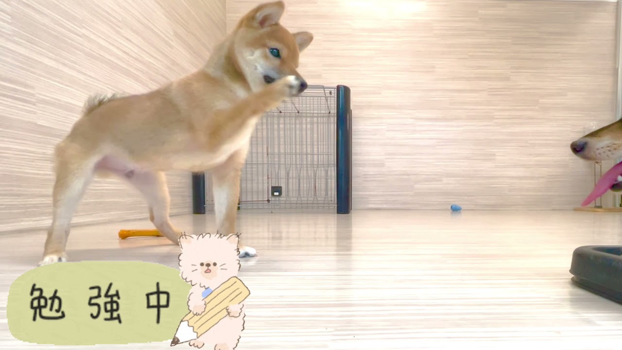 豆柴 】豆柴ちゃんの成長記録！豆のセカンドブログ大公開！ | マルワンBLOG | ペットショップ マルワン 小さめ子犬 美形な子猫  初心者安心のサポート