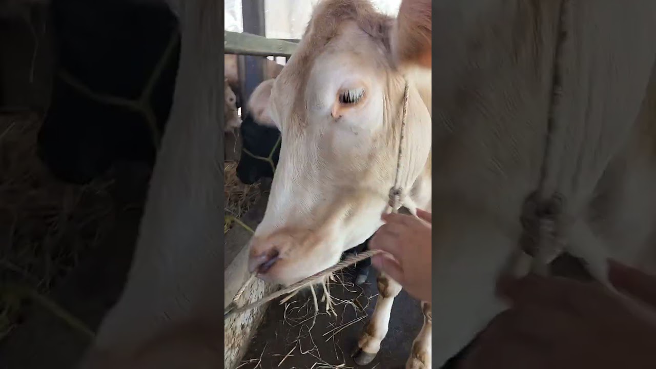 20-2-2026 Hôm nay em có về 2 cặp cái tơ độ, 1 cặp mẹ con vip  LH: 0369583996 🐄♥️♥️