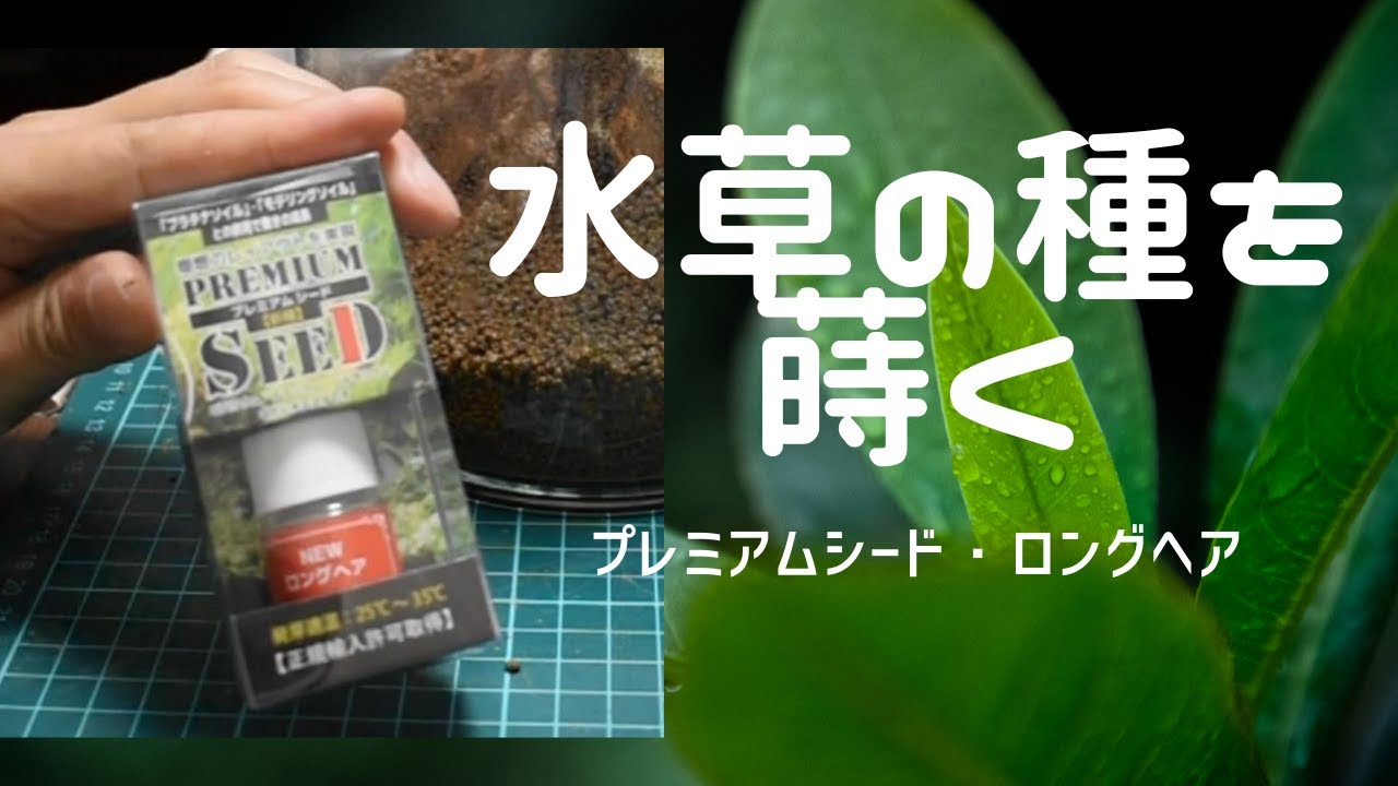 プレミアムシード ロングヘア 水草の種を蒔いてみました プレミアムシード ロングヘア 水草の種を蒔いてみました