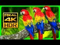 Colorful Macaw Parrots in 4K HDR - Relax with Nature Colors and Sounds