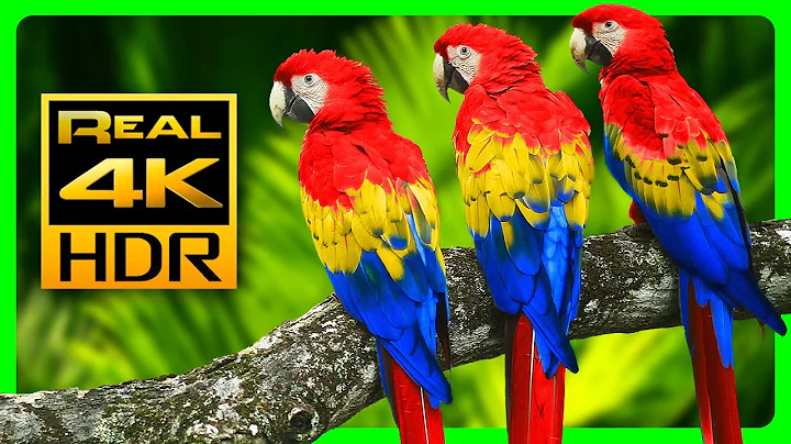 The Most Colorful Macaw Parrots in 4K HDR - Relax with Nature Sounds