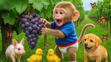 Monkey Bon Bon Drives Tractor to Rescue the Missing Duckling 🐥🚜 | A Surprising Farm Adventure!