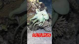 Evolution's Sneakiest Trick #animals #camouflage #shorts #animalevolution #wildlifeentertainment