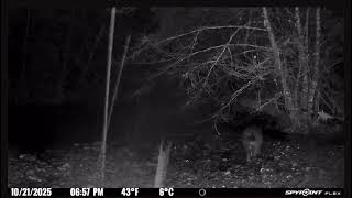 Sitka Brown Bear Indian River Trail 10/21/2025