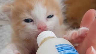 Orphaned 3 week old kittens bottlefeeding and learning to play 🧶🐈 by AZDesertRain 526 views 1 year ago 4 minutes, 19 seconds