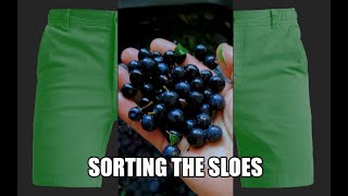 Sorting Sloe Berries #shorts