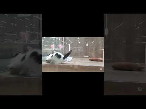 背中にハート柄😻激カワマンチカン😺【横浜ペットショップ ベルドック】#shorts #猫動画 #猫のいる暮らし #マンチカン